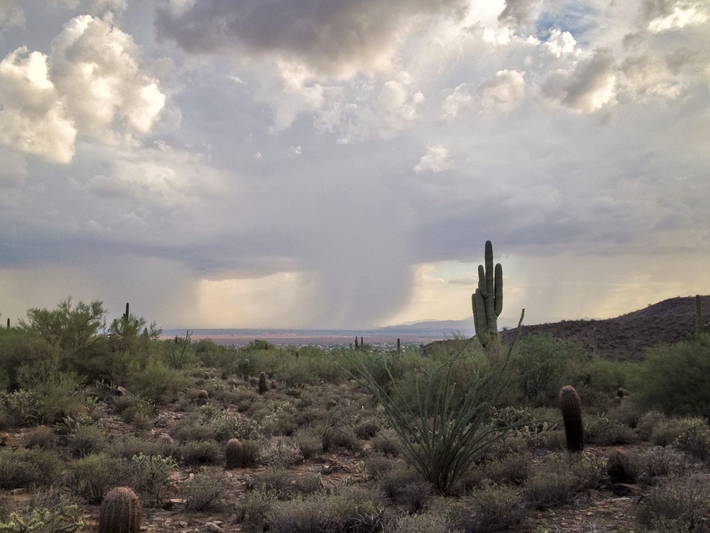 Monsoon rain over the Phoenix area beyond Sonoran Desert vegetation